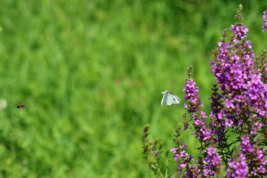 ハチとチョウ ハチとチョウ