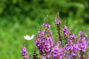 アブとチョウ アブとチョウ