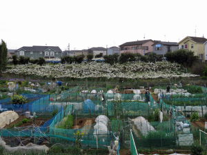 梨畑と満開の梨の花